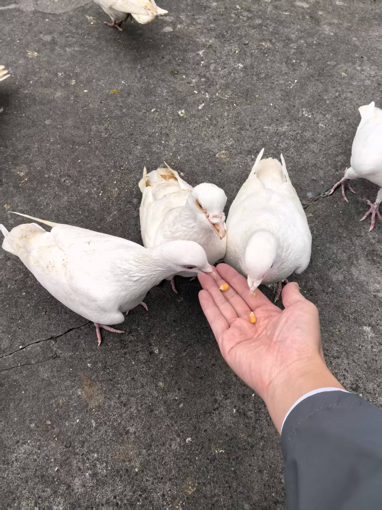 1765953928224437.jpg 1765953928224437.jpg